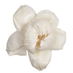 Vickerman H7SFL036 Natural Botanicals 1.6"/2.4"/3.2" Assorted Natural Dried Rosette Sola Flower Head 24/Bag.