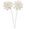 Vickerman H7SFS008 Natural Botanicals 4" Eleanor Sola Flower On 12" Stem - 12 Stems/Bag. Dried And Preserved.