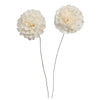 Vickerman H7SFS044 Natural Botanicals 4" Natural Dried Camellia Sola Flower On 12" Wire Stem- 12 Stem/Polybag.