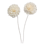 Vickerman H7SFS044 Natural Botanicals 4" Natural Dried Camellia Sola Flower On 12" Wire Stem- 12 Stem/Polybag.