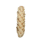 Vickerman H7STR999 Natural Botanicals 3.14" Strobus Small Bleached. Includes 20 Pieces Per Unit