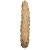 Vickerman H7STXL999 Natural Botanicals 10" Strobus Extra Large Bleached. Includes 10 Pieces Per Unit
