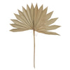 Vickerman H7SUP000 Natural Botanicals 20" Natural Dried Super Palm Sun Spear- 12 Stem/Polybag. Preserved.