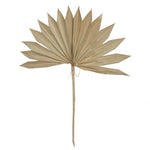 Vickerman H7SUP000 Natural Botanicals 20" Natural Dried Super Palm Sun Spear- 12 Stem/Polybag. Preserved.
