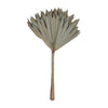 Vickerman H8PAS000 Natural Botanicals 20" Natural Palm Sun Stem. Includes 12 Pieces Per Bunch.