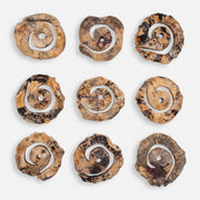 Uttermost 04381 Corkscrew Natural Tamarind Wood Wall Decor Set of 9 with Spalted Finish