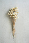Bundle of 24 Bleached Bullet Flowers on Stems 29 Inch Tall