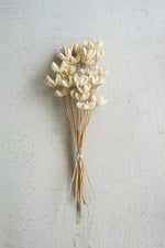 Bundle of 24 Bleached Bullet Flowers on Stems – 29" Tall by Kalalou