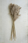 39 Inch Tall Dried Pampas Grass in Neutral Brown
