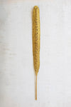Single wheat stalk on a textured white background