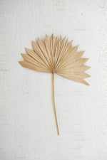 Large Natural Sun Palm Spear – Dried Botanical Decorative Accent 16" Tall by Kalalou