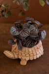 Tortoise-shaped pot with a plant on a brown background