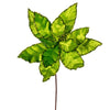 Vickerman RG221373 24" Lime Velvet Sequin Trim Poinsettia 3 Per Bag.