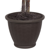 Vickerman TBU0340-RB 4' Artificial Capensia Bush Brown Plastic Container.