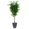 Vickerman TDX0160-RB 6' Artificial Ficus Deluxe Tree Brown Round Plastic Container.