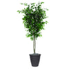 Vickerman TDX0160-RG 6' Artificial Ficus Deluxe Tree Gray Round Plastic Container.