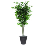 Vickerman TDX0160-RG 6' Artificial Ficus Deluxe Tree Gray Round Plastic Container.