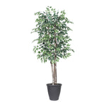 Vickerman TDX0260-RG 6' Artificial Variegated Ficus Deluxe Tree Gray Round Plastic Container.