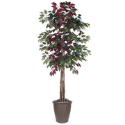 Vickerman TDX0360-RB 6' Artificial Capensia Deluxe Tree Brown Round Plastic Container.