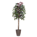 Vickerman TEC0360-RB 6' Artificial Capensia Tree Brown Round Plastic Container.