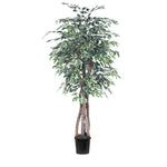 Vickerman TEX0260-07 6' Artificial Variegated Ficus Executive Black Plastic Pot