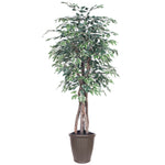 Vickerman TEX0260-RB 6' Artificial Variegated Ficus Executive Brown Round Plastic Container.