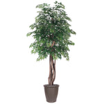 Vickerman TEX0660-RB 6' Artificial Ming Aralia Executive Tree Brown Round Plastic Container.