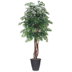 Vickerman TEX0660-RG 6' Artificial Ming Aralia Executive Tree Gray Round Plastic Container.