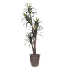 Vickerman TEX1160-RB 6' Artificial Marginata Executive Tree Brown Round Plastic Container.