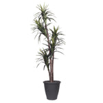 Vickerman TEX1160-RG 6' Artificial Marginata Executive Tree Gray Round Plastic Container.