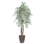 Vickerman TEX1660-RB 6' Artificial Silver Maple Executive Tree Brown Round Plastic Container.