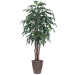 Vickerman TEX2860-RB 6' Artificial Mango Executive Tree Brown Round Plastic Container.