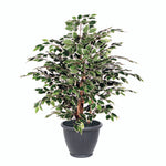 Vickerman TXX0240-RG 4' Artificial Variegated Ficus Extra Full Bush Gray Round Plastic Container.