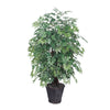 Vickerman TXX0640 4' Artificial Ming Aralia Extra Full Bush Rattan Basket