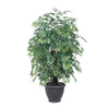 Vickerman TXX0640-RG 4' Artificial Ming Aralia Extra Full Bush Gray Round Plastic Container.