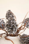 A close-up of dried ornamental grass with frosted, silvery-gray seed heads and brown stems against a soft cream background.