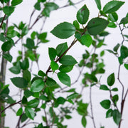Close-up of green leaves on a thin brown branch against a soft, out-of-focus light gray background.