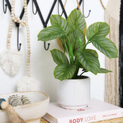 Potted plant on a shelf with books and decorative items