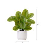 Potted plant with dimensions indicated on a white background