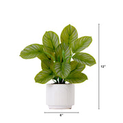 Potted plant with dimensions indicated on a white background