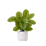 Green potted plant in a white pot on a white background