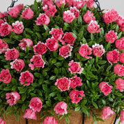 Nearly Natural 19-inch artificial aptenia and mini rose hanging basket in pink