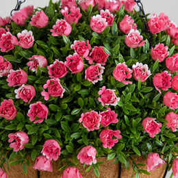 Nearly Natural 19-inch artificial aptenia and mini rose hanging basket in pink