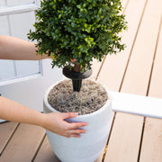 Person holding a potted plant on a wooden deck