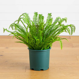 Artificial Boston Fern