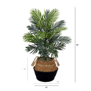 Potted plant with dimensions on a white background