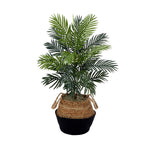 Potted plant with a woven pot on a white background