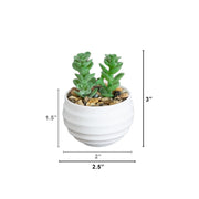 Nearly Natural Mini Artificial Succulent Plants in Decorative White Planters, Set of 6 Green 3