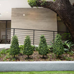 Small trees and shrubs in a garden area with a building in the background