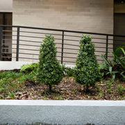Two trimmed green bushes in a garden bed with a building in the background.